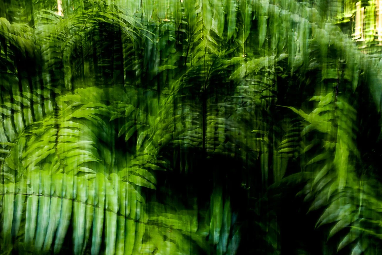 Blurred image of green tropical foliage and palm leaves.