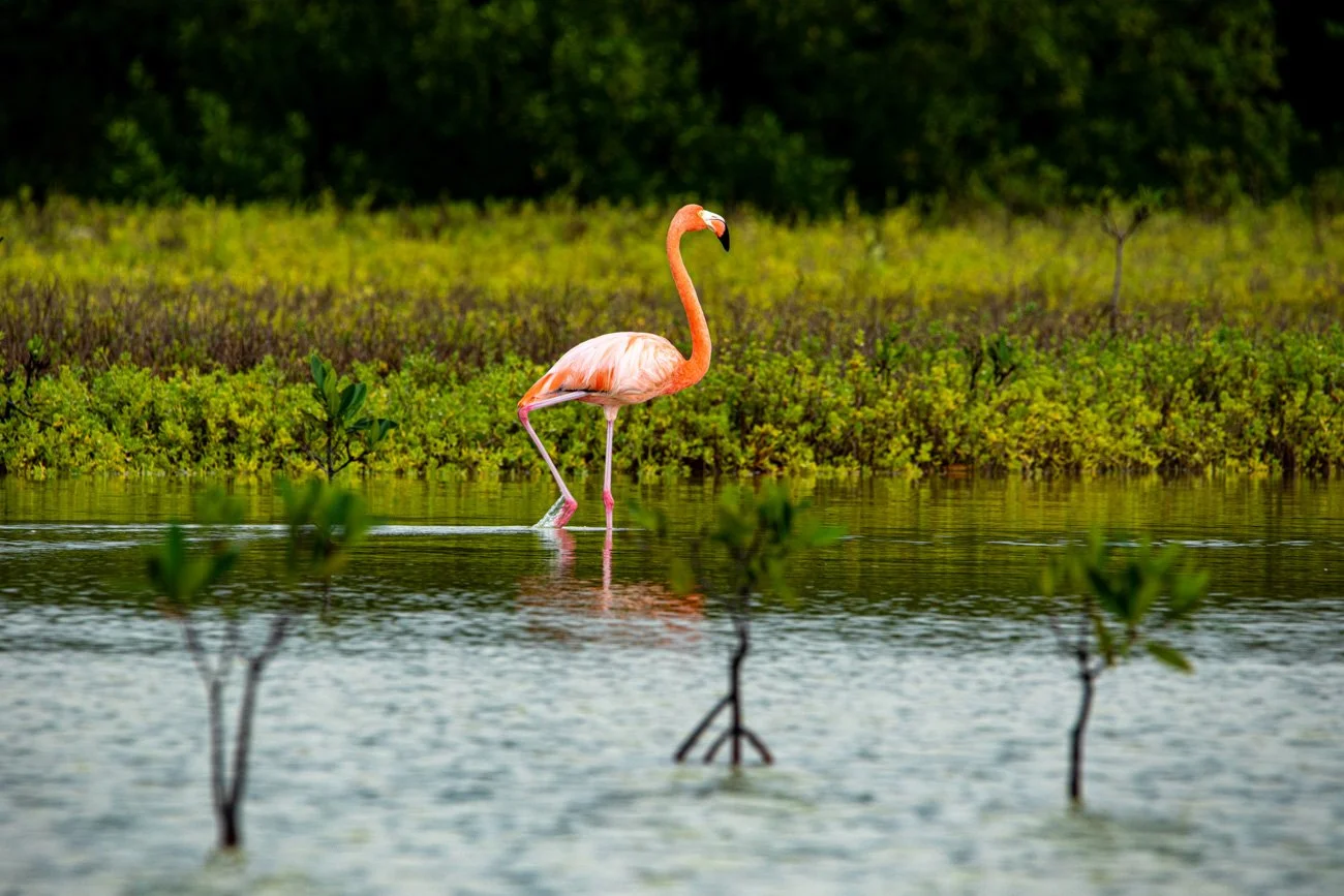 A pink flamingo standing in shallow water with green vegetation in the background.