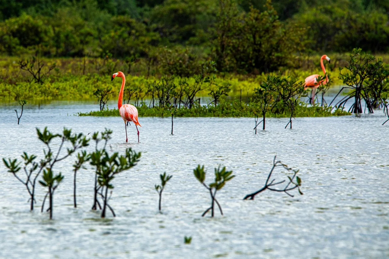 Two pink flamingos standing in a shallow, waterlogged area with green vegetation and trees in the background.