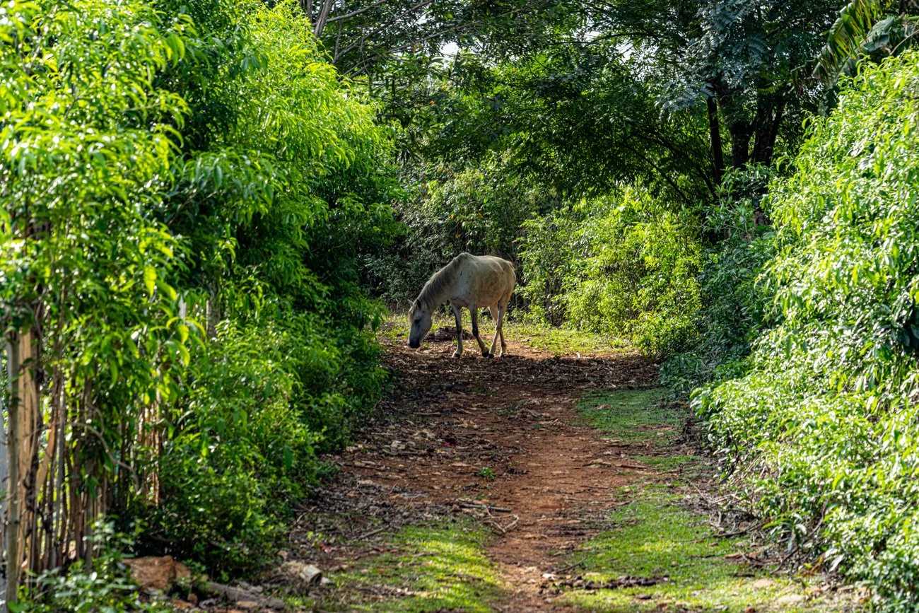 CUBA 2024 - ALTA-39.jpg