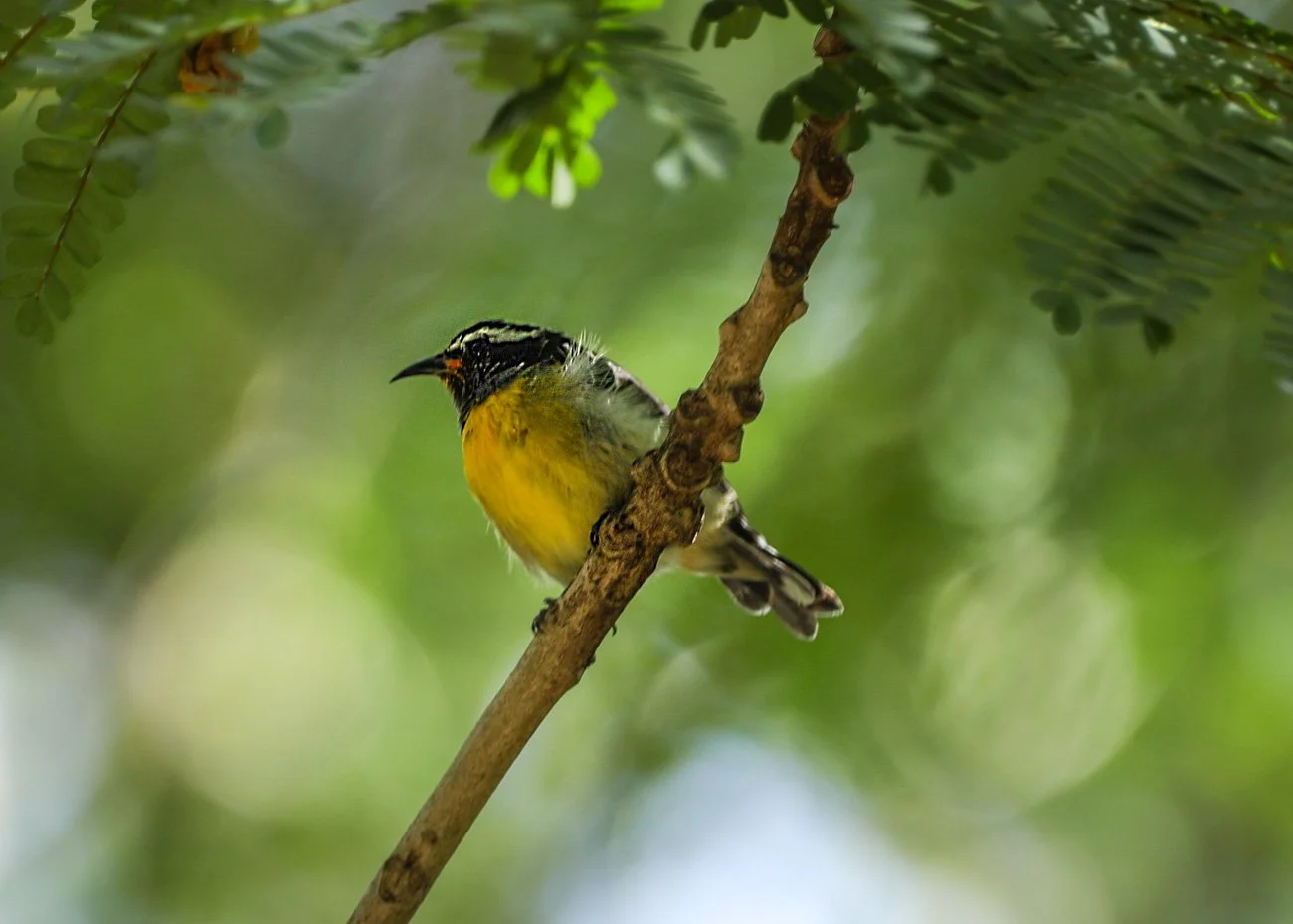 A small yellow and black bird perched on a tree branch in a lush, green forest.