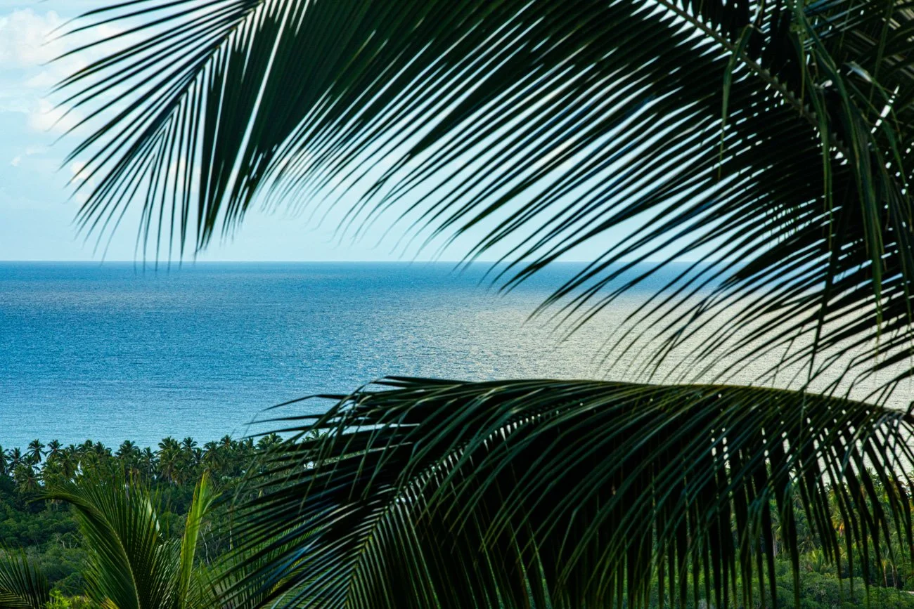 A tropical scene with palm fronds in the foreground, a calm blue ocean in the background, and a clear sky.