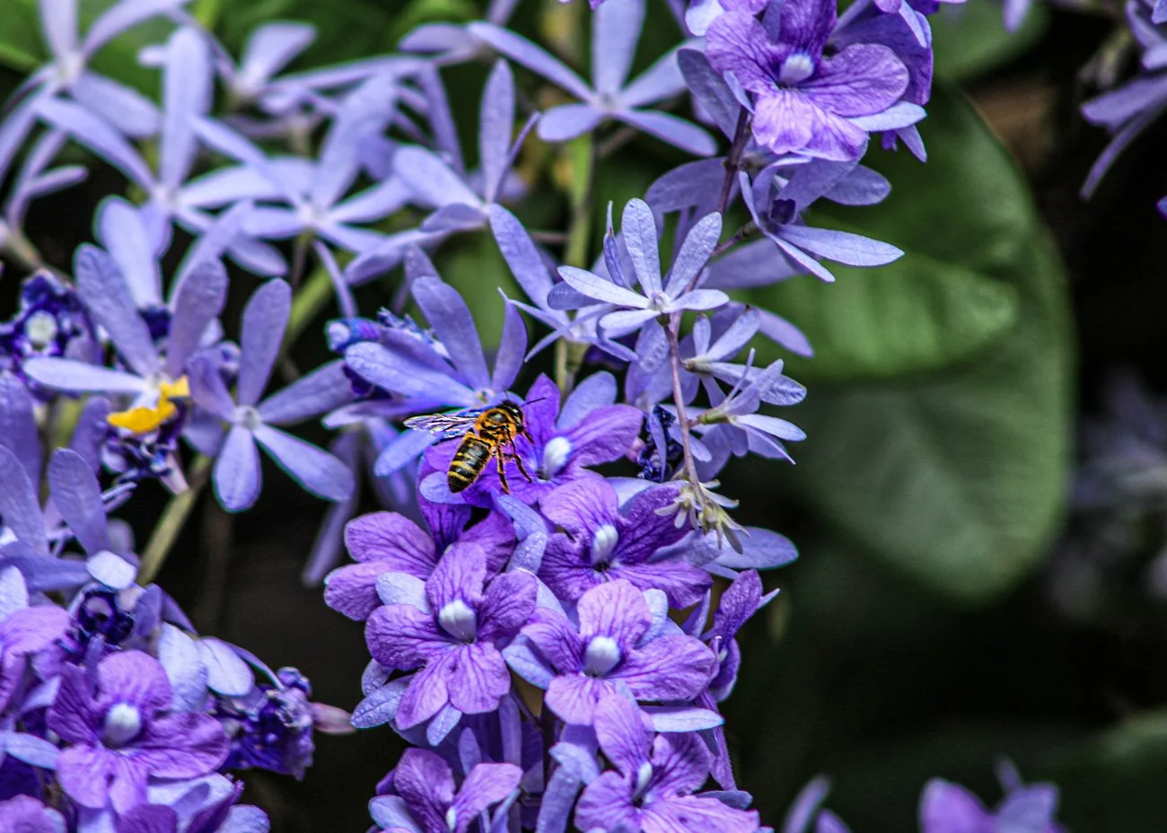 Purple flowers with a bee collecting nectar on one of the blossoms.