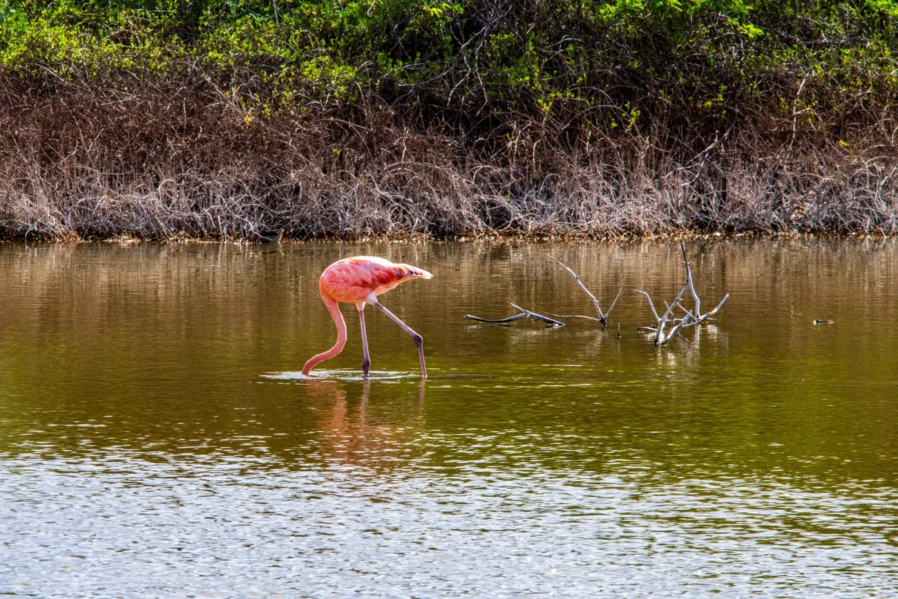 A flamingo standing in shallow water near a muddy shoreline with dry branches and dense green bushes in the background.