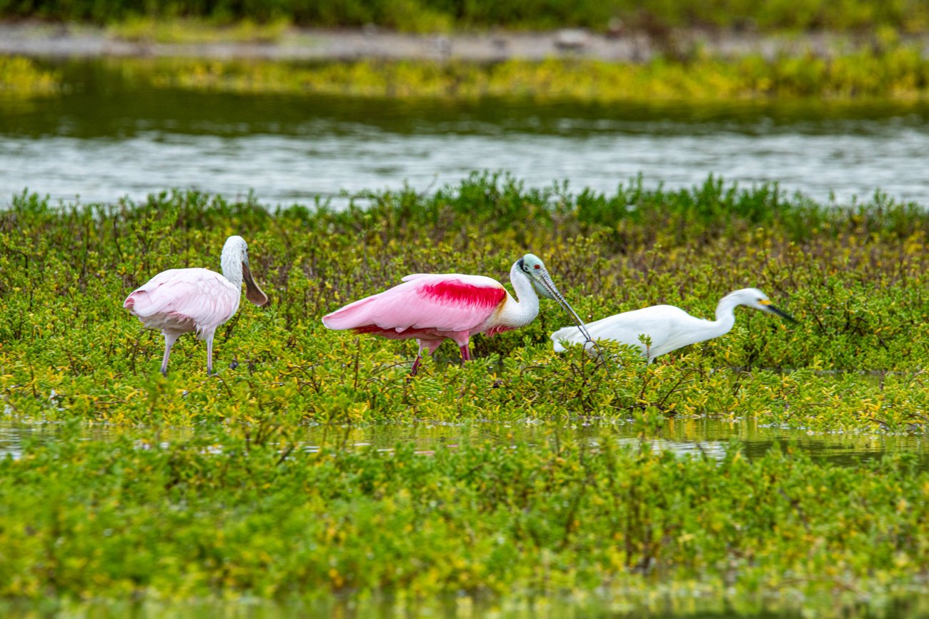 Three ibises standing in a body of water with green aquatic plants, with a blurred background of water and land.