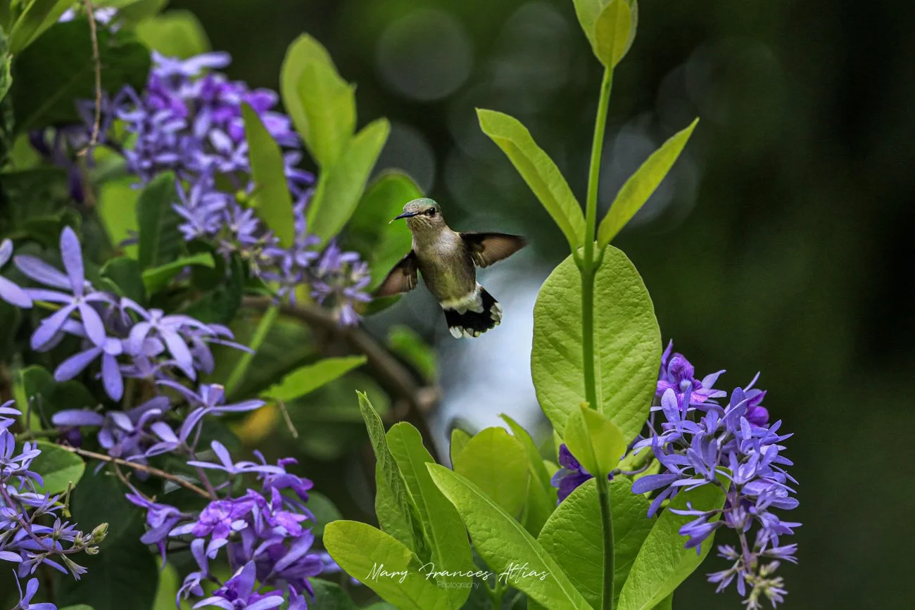 Hummingbird flying near purple flowers and green leaves in a garden.