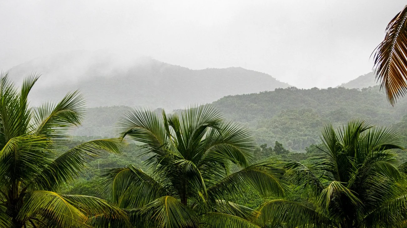 Lush green tropical plants and palm trees in foreground with mist-covered mountains in background.