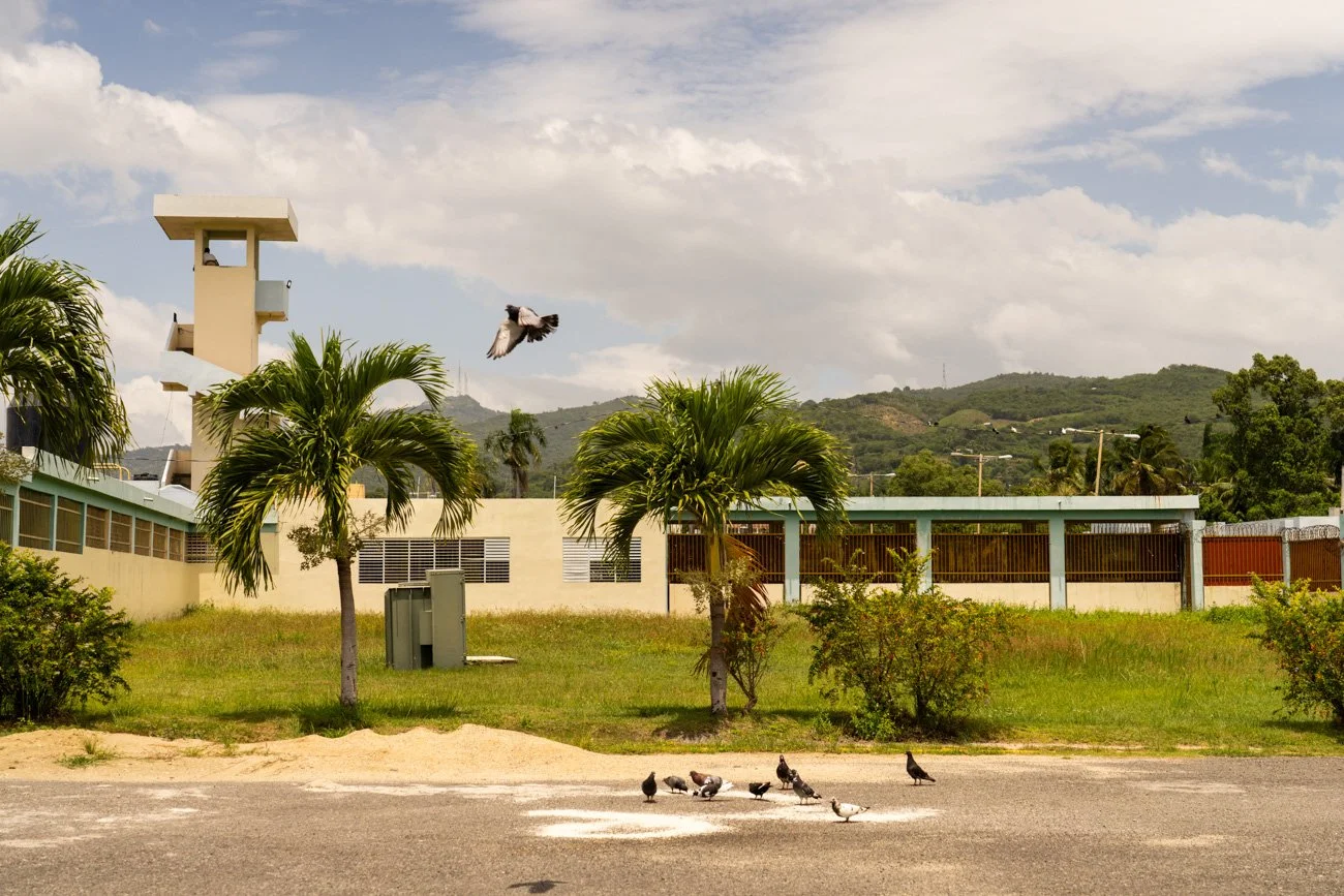 A pigeon flying above pigeons on the ground in a park or open space with trees, shrubs, and a building in the background under a partly cloudy sky.