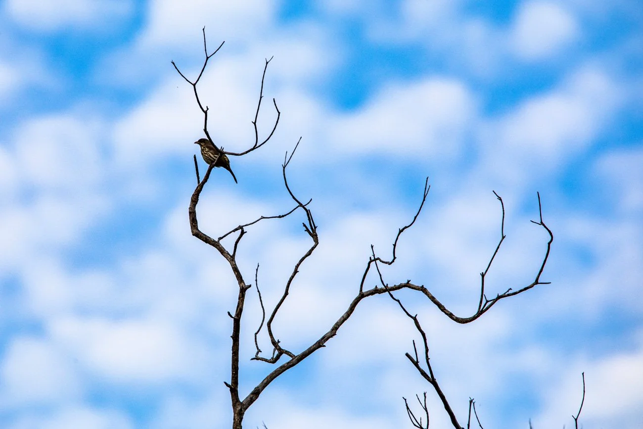 A small bird perched on a leafless tree branch against a blue sky with scattered clouds.