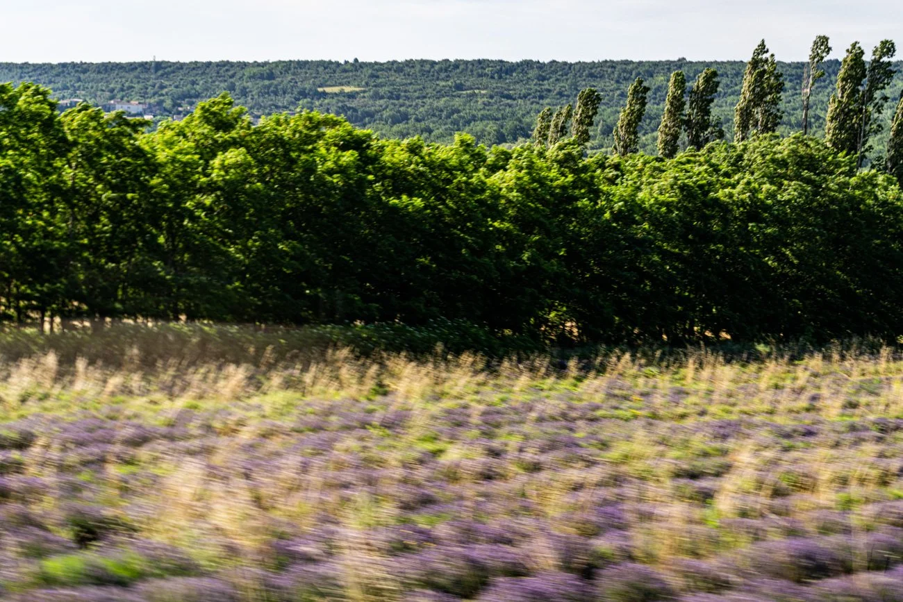 AMA SUR DE FRANCIA 2023 Alta-62.jpg