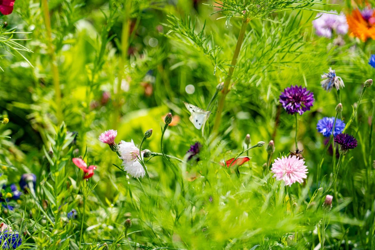 AMA SUR DE FRANCIA 2023 Alta-119.jpg