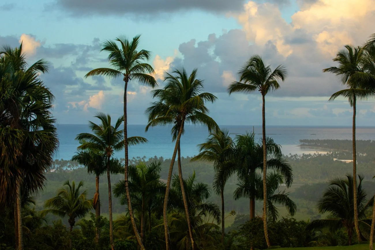 Tropical scene with tall palm trees, lush green foliage, and a view of the ocean and cloudy sky in the background.