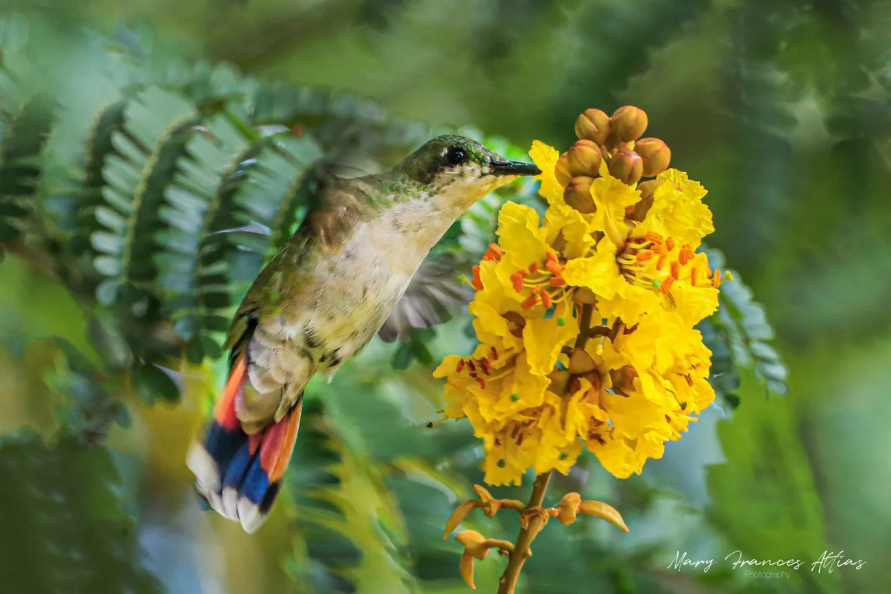 A hummingbird with green and brown feathers and red and blue tail feathers feeding from a yellow flower cluster on a green leafy background.