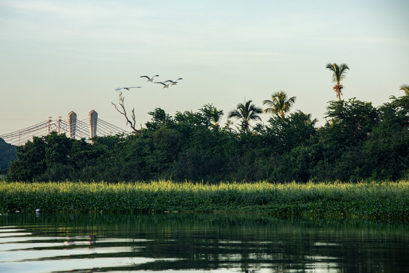 A landscape with a water body in the foreground, green vegetation and trees in the middle ground, and palm trees and a bridge in the background, with a flock of birds flying in the sky.