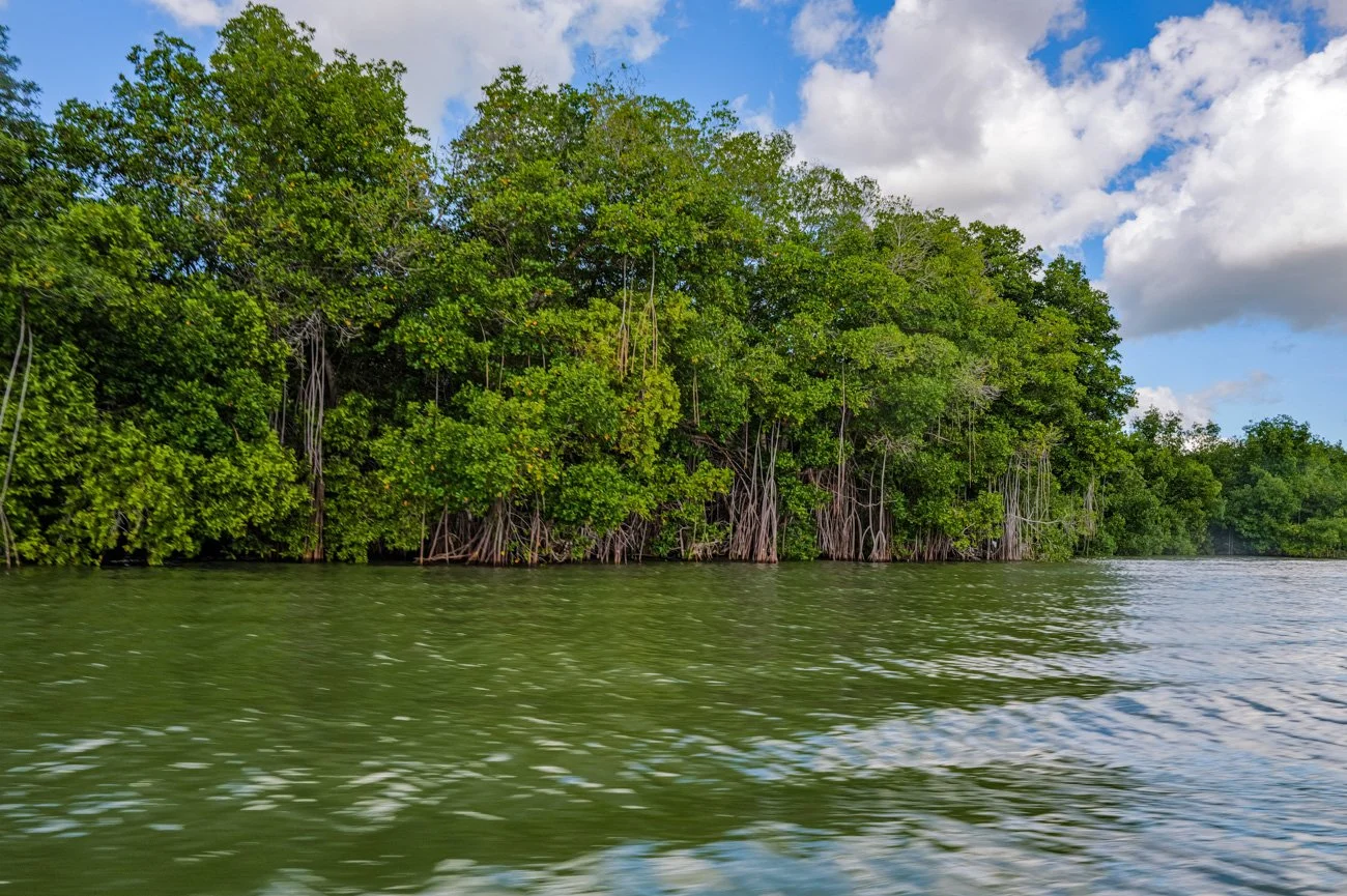 A dense mangrove forest with lush green trees along the water's edge under a partly cloudy sky.