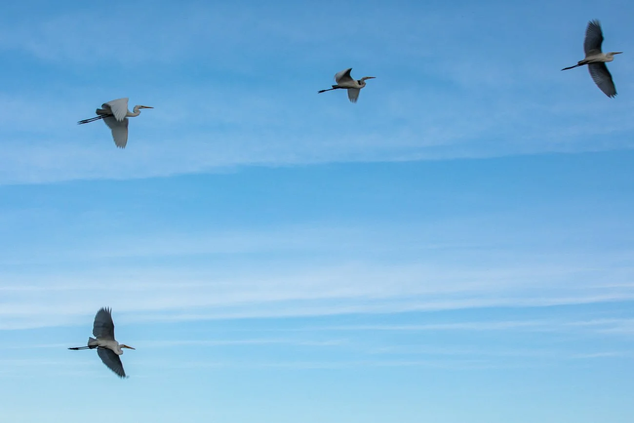 Four herons flying in a V formation against a mostly clear blue sky with thin, wispy clouds.