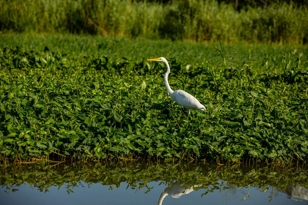 A white heron stands in green plants next to water, with their reflection visible.