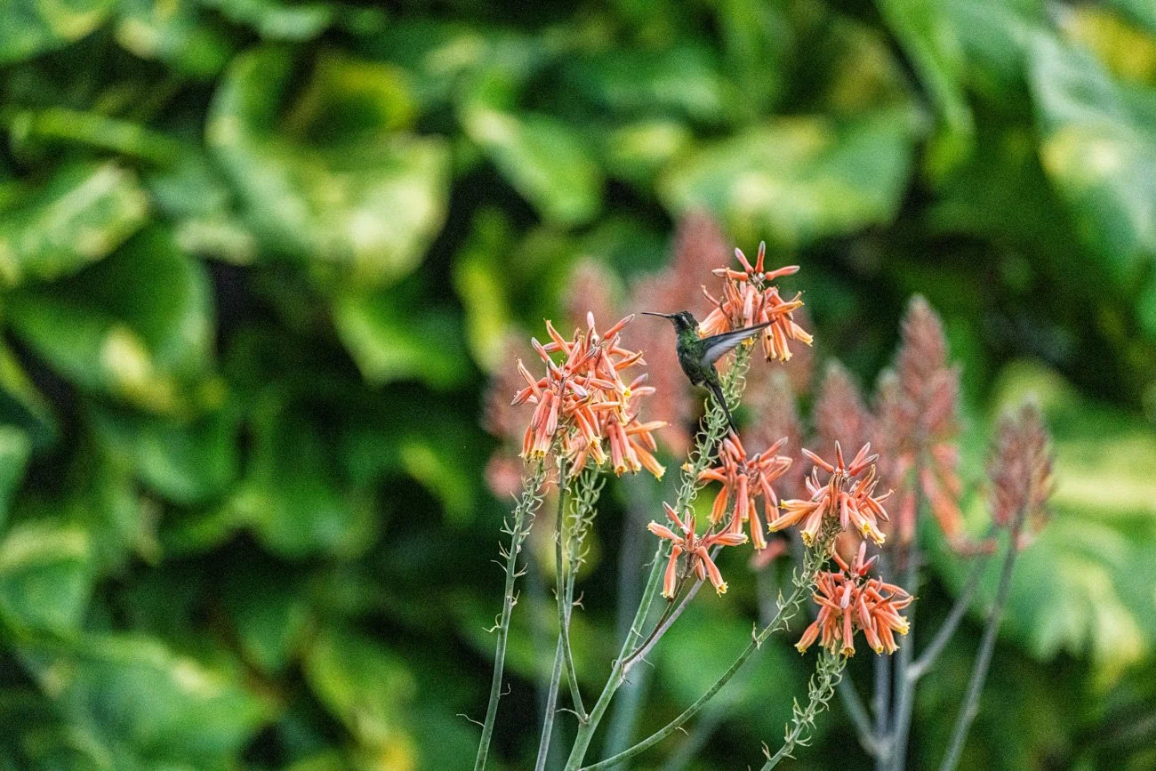 CUBA 2024 - ALTA-101.jpg