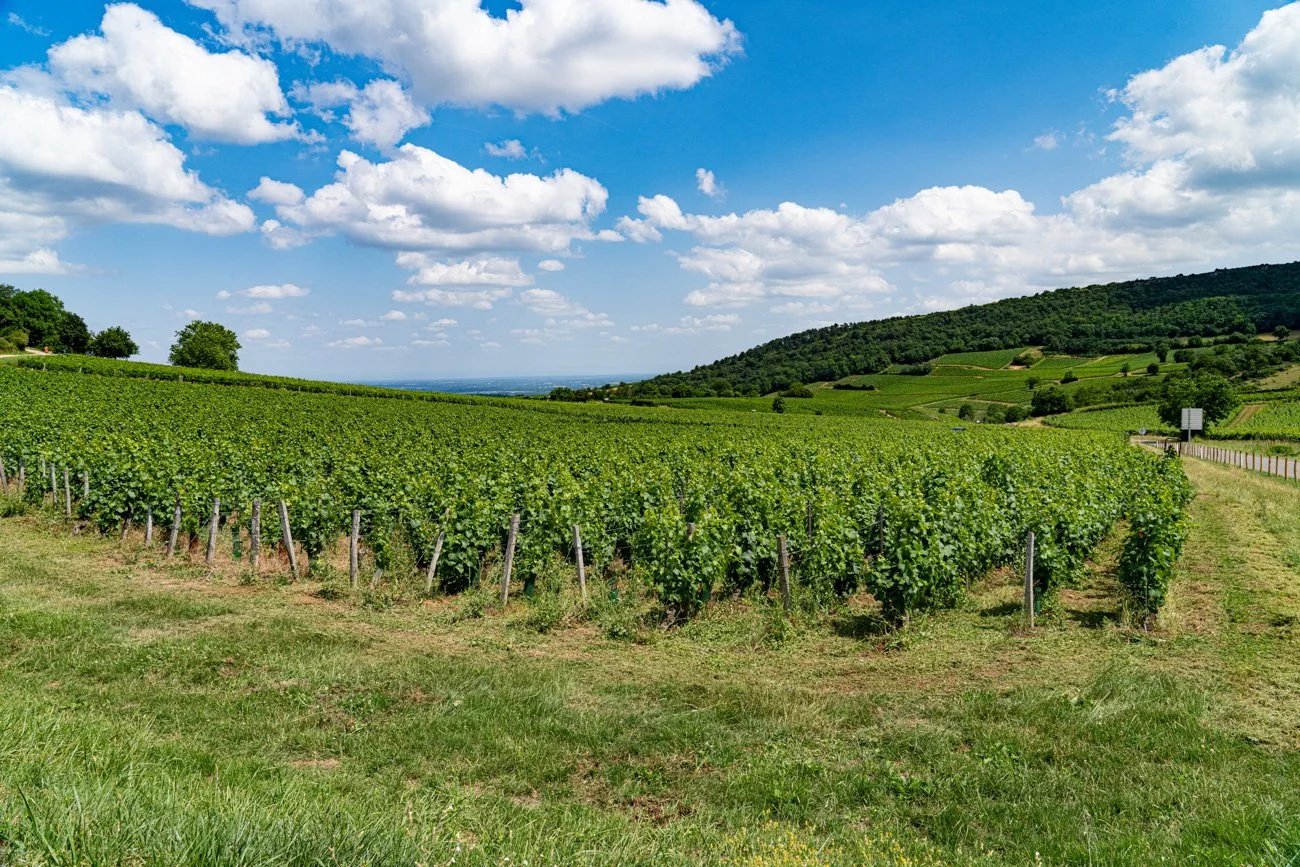 AMA SUR DE FRANCIA 2023 Alta-125.jpg