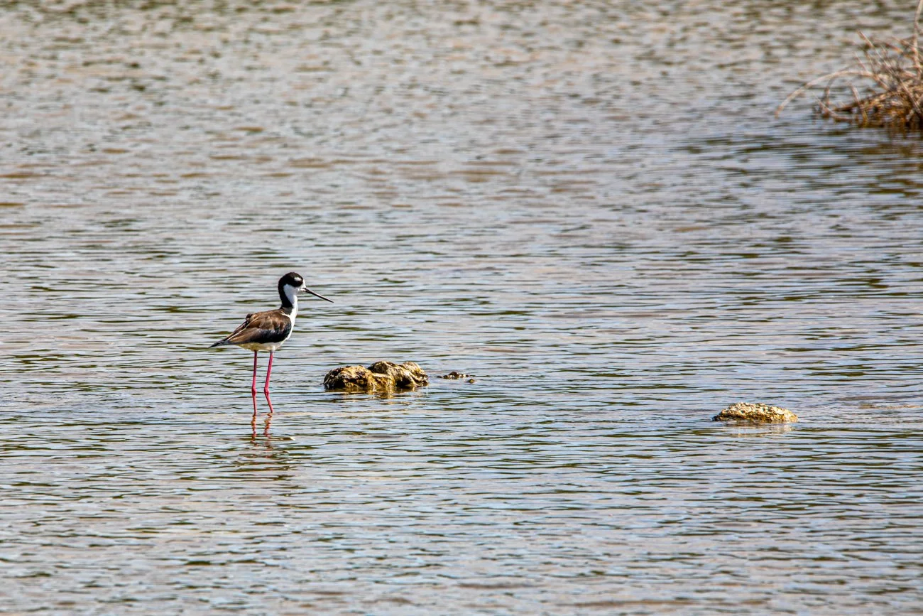 A bird with long pink legs standing in shallow water near rocks, possibly a stilt, in a calm natural setting.