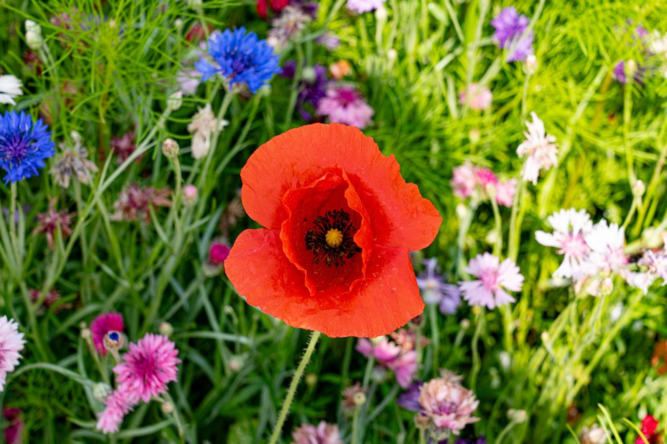 AMA SUR DE FRANCIA 2023 Alta-120.jpg