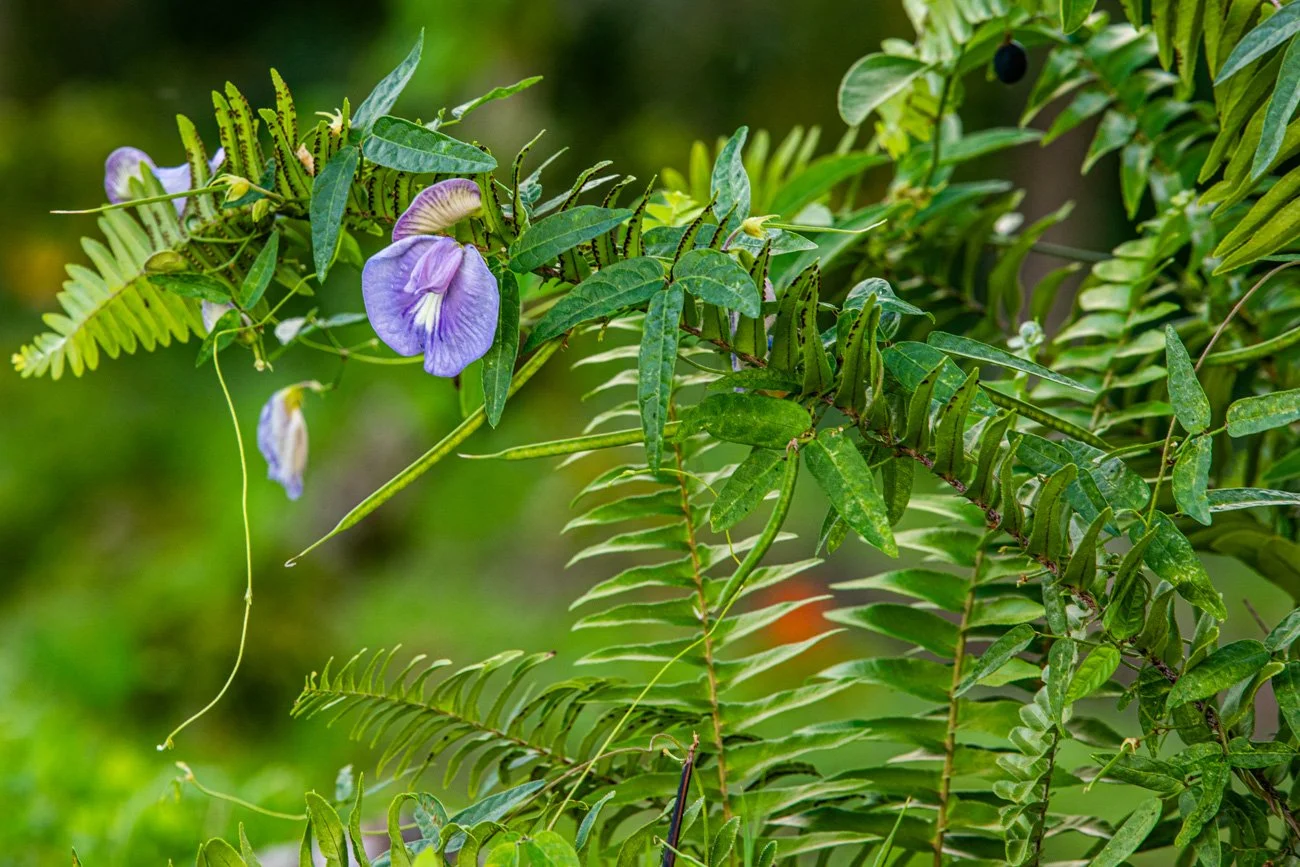 Purple flower blooming among green fern and leafy plants with tendrils in a natural outdoor setting.