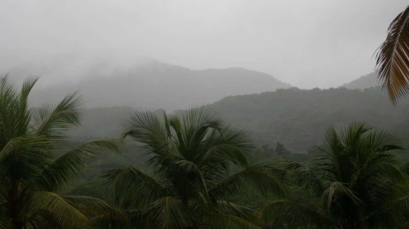 A foggy landscape with lush green palm trees in the foreground and mist-covered mountains in the background.