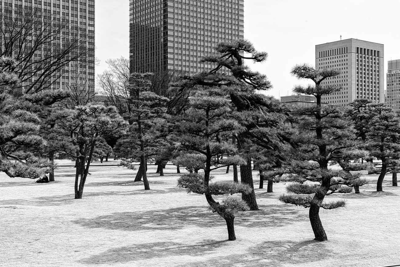Black and white photo of a park with shaped trees and tall city buildings in the background.