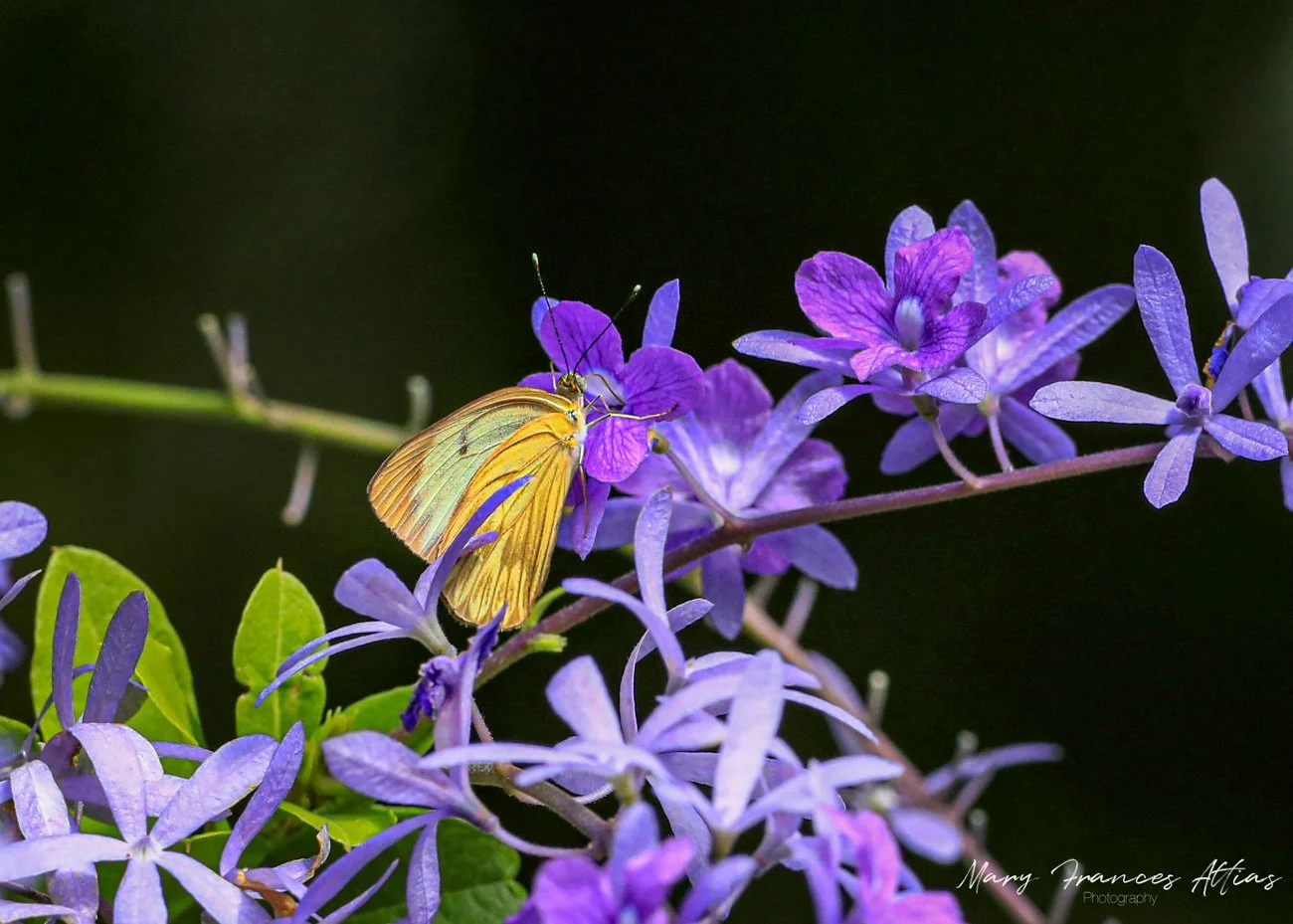 A yellow butterfly perched on purple flowers with dark background.