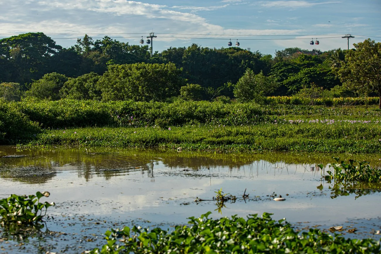 A lush green landscape featuring a body of water with floating plants, surrounded by thick green trees and bushes, with a cable car system with several cabins visible in the background under a partly cloudy sky.