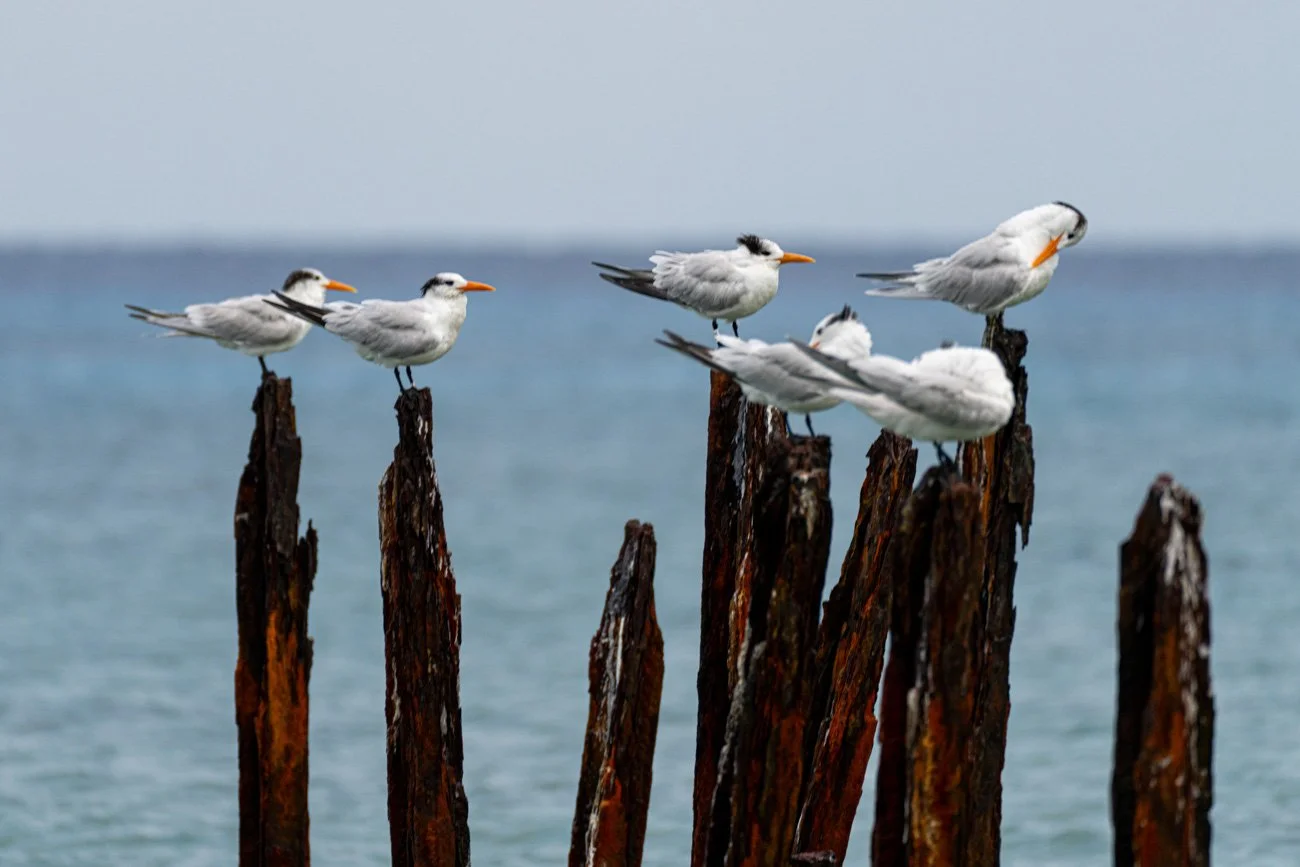 CUBA 2024 - ALTA-12.jpg