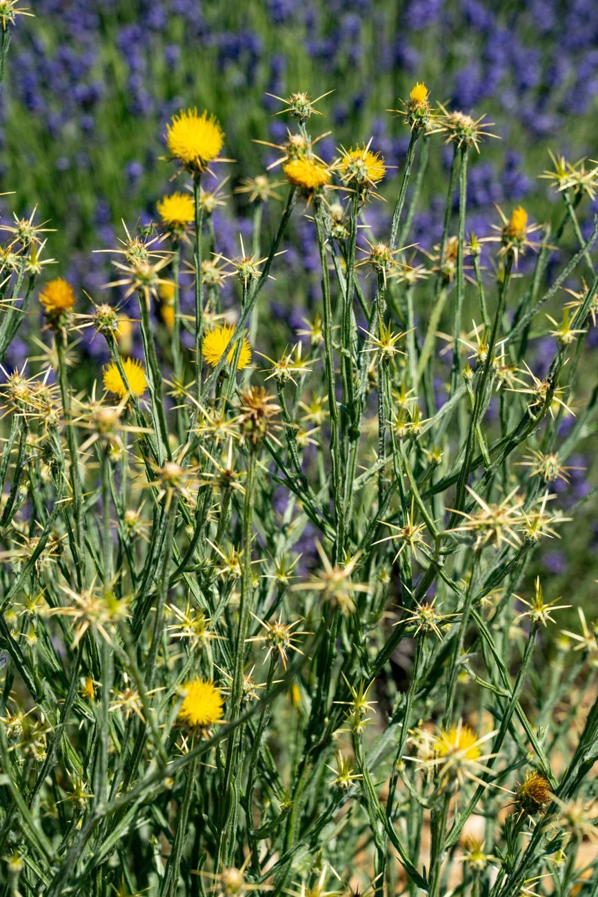 AMA SUR DE FRANCIA 2023 Alta-74.jpg