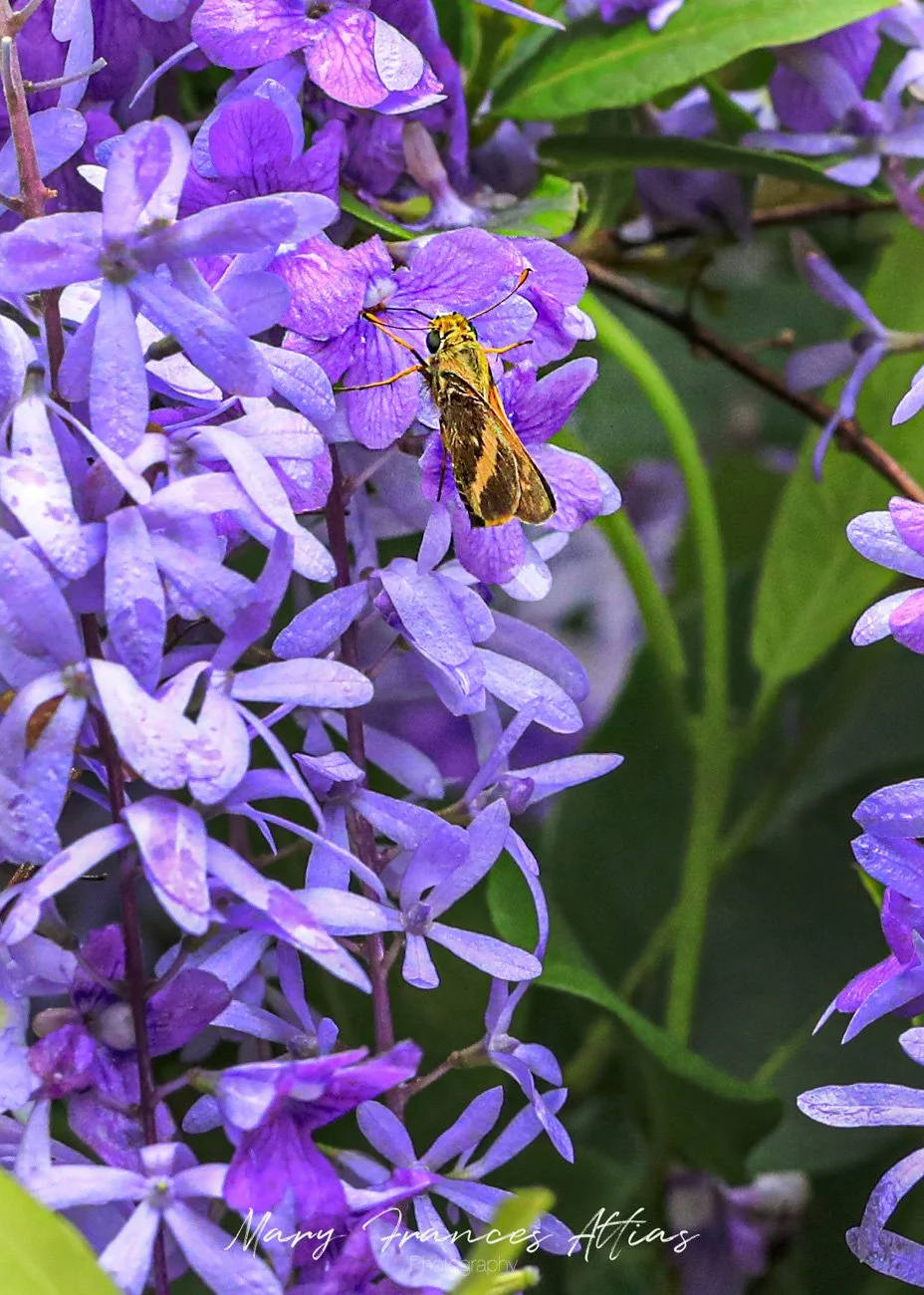 Close-up of a yellow and brown moth on purple flowers with green leaves in the background.