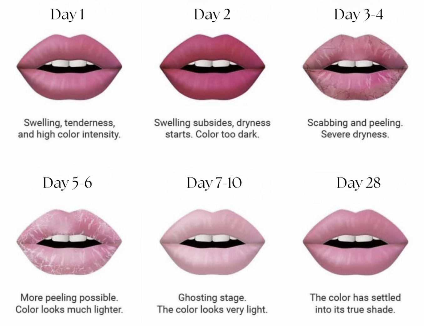 A chart showing the stages of lipstick wear over 28 days, with illustrations of lips and descriptions of changes from swelling to settling into true shade.