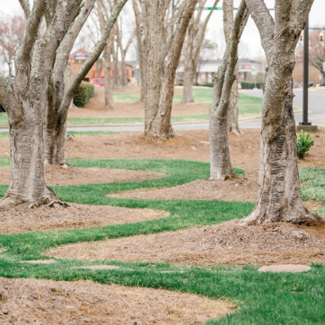 Tree-lined surroundings near Restore Hope Counseling's office in the Matthews and Charlotte area