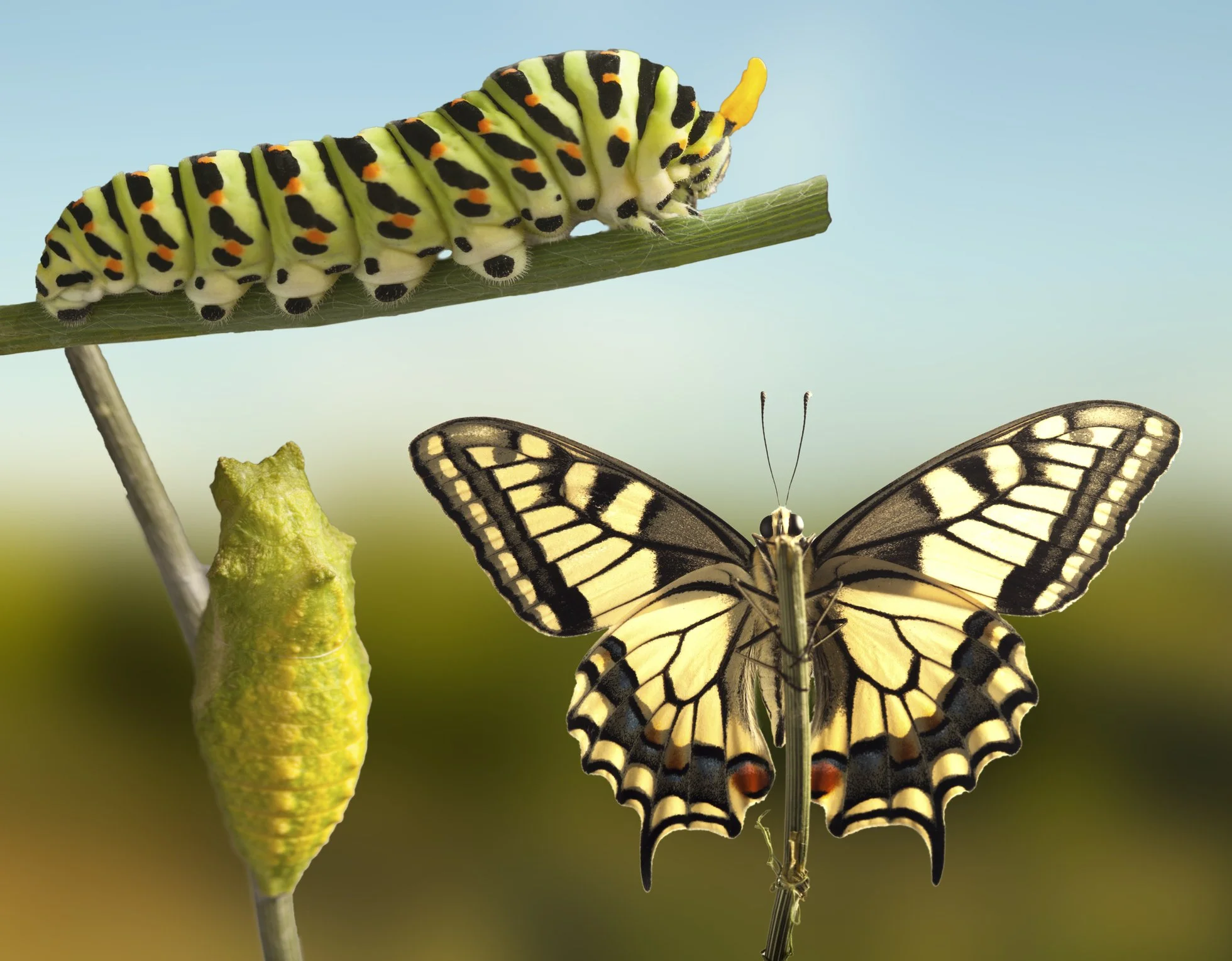 A bright green caterpillar with black and orange markings on a leaf, and a yellow and black butterfly with open wings sitting on a stem nearby.