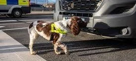 Dog wearing a reflective vest standing next to a vehicle in a parking lot