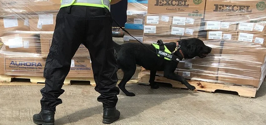 A search and rescue dog in a harness sniffing pallets of boxed goods in a warehouse.