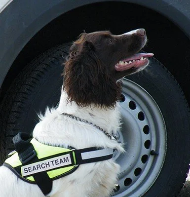 Dog wearing a harness labeled 'SEARCH TEAM' sitting in front of a large vehicle tire.