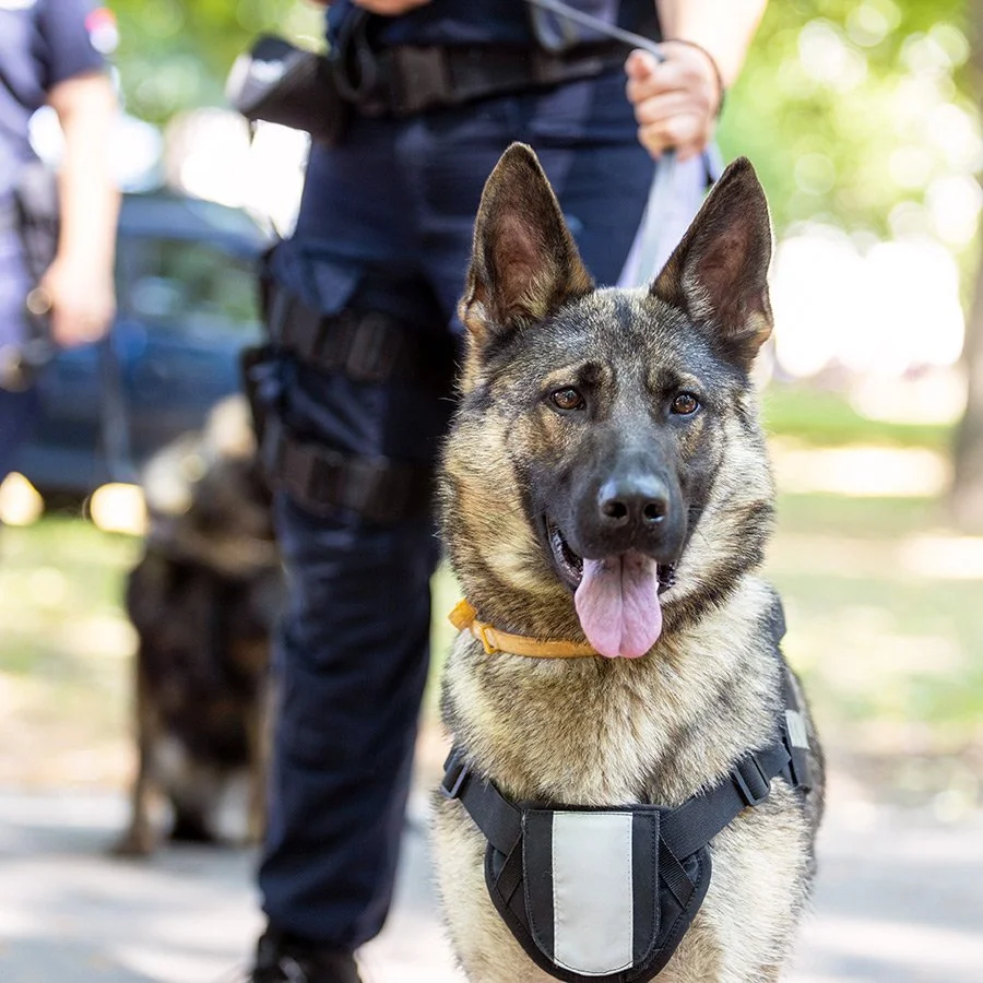 A police dog, a German Shepherd, wearing a harness, with its tongue out, standing outdoors with a handler nearby in a sunny park.