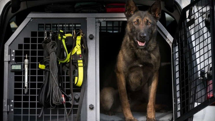A police or service dog inside a specialized vehicle compartment, with gear hanging on the side, and the dog appears alert and friendly.