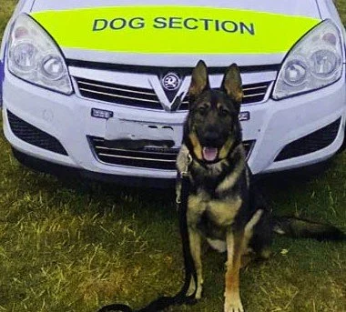 A German Shepherd dog sitting in front of a car with a bright yellow 'Dog Section' police vest on the hood.