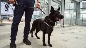 Person walking a large black dog on a leash in a modern glass building lobby.