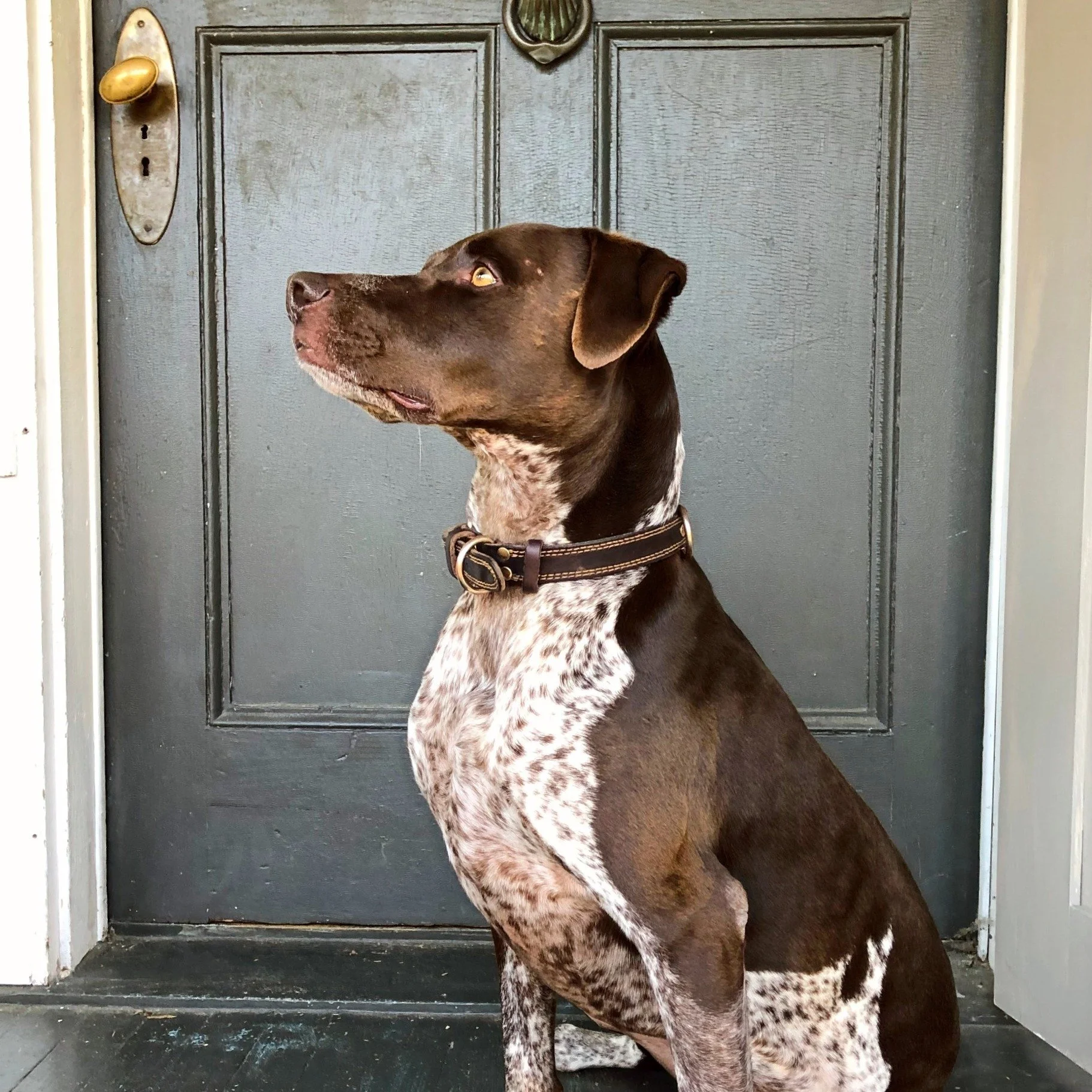 Hunting Dogs