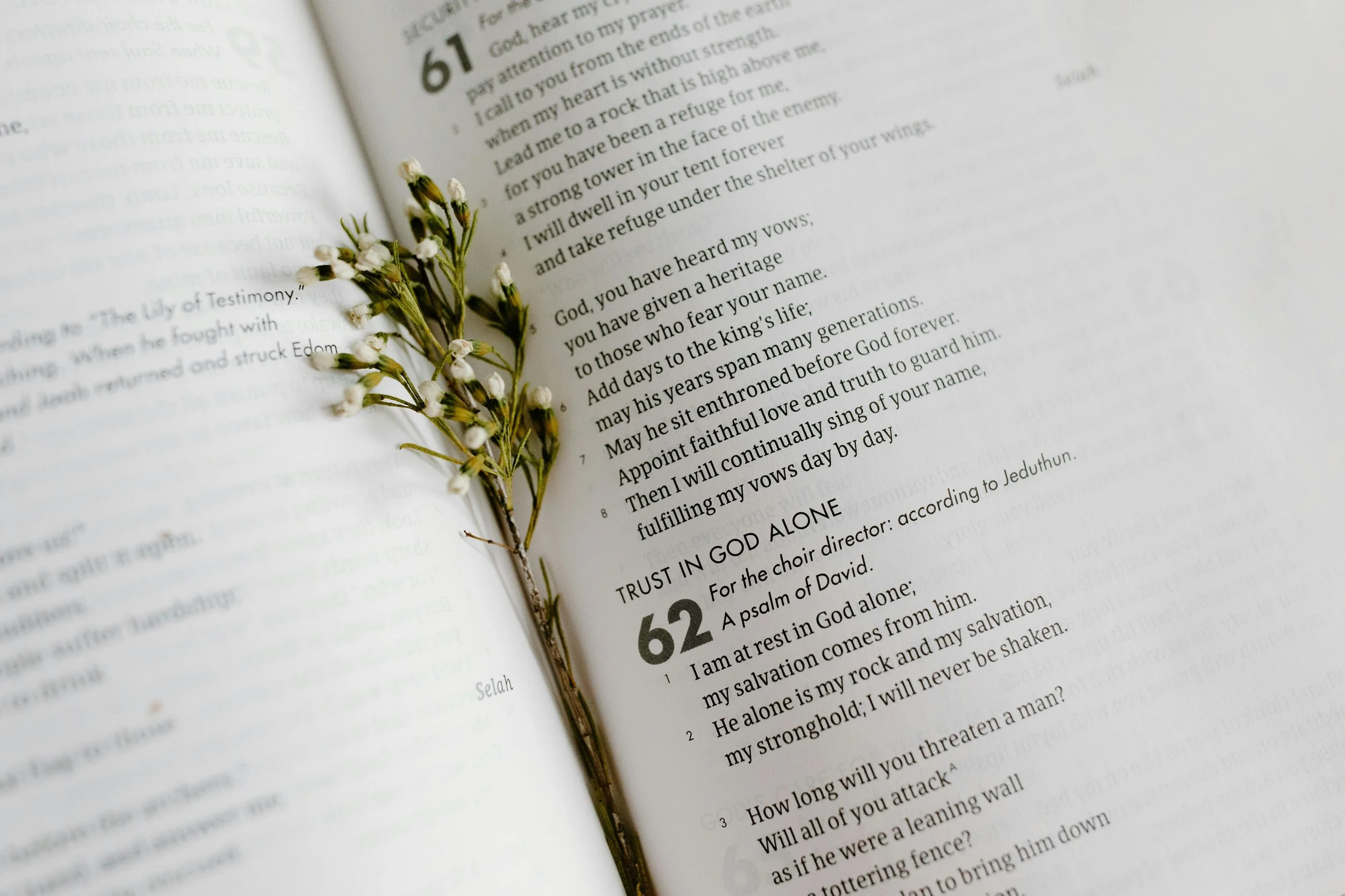An open Bible with a sprig of small white flowers resting on it.