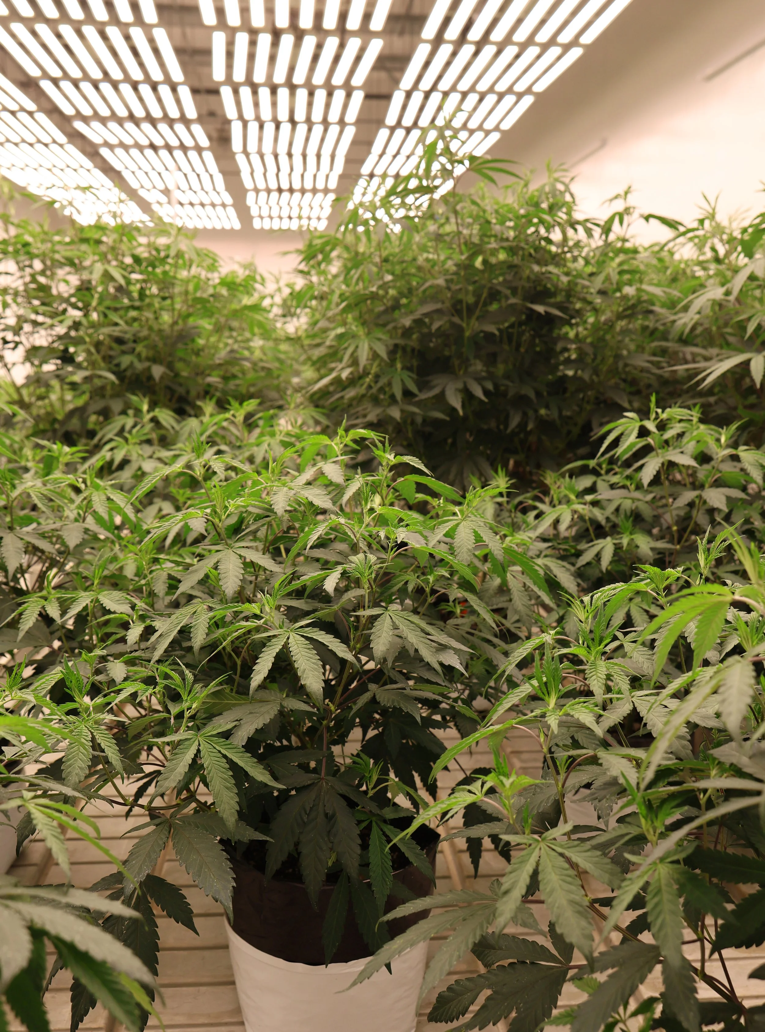 Indoor cannabis plants under bright grow lights in a controlled environment.