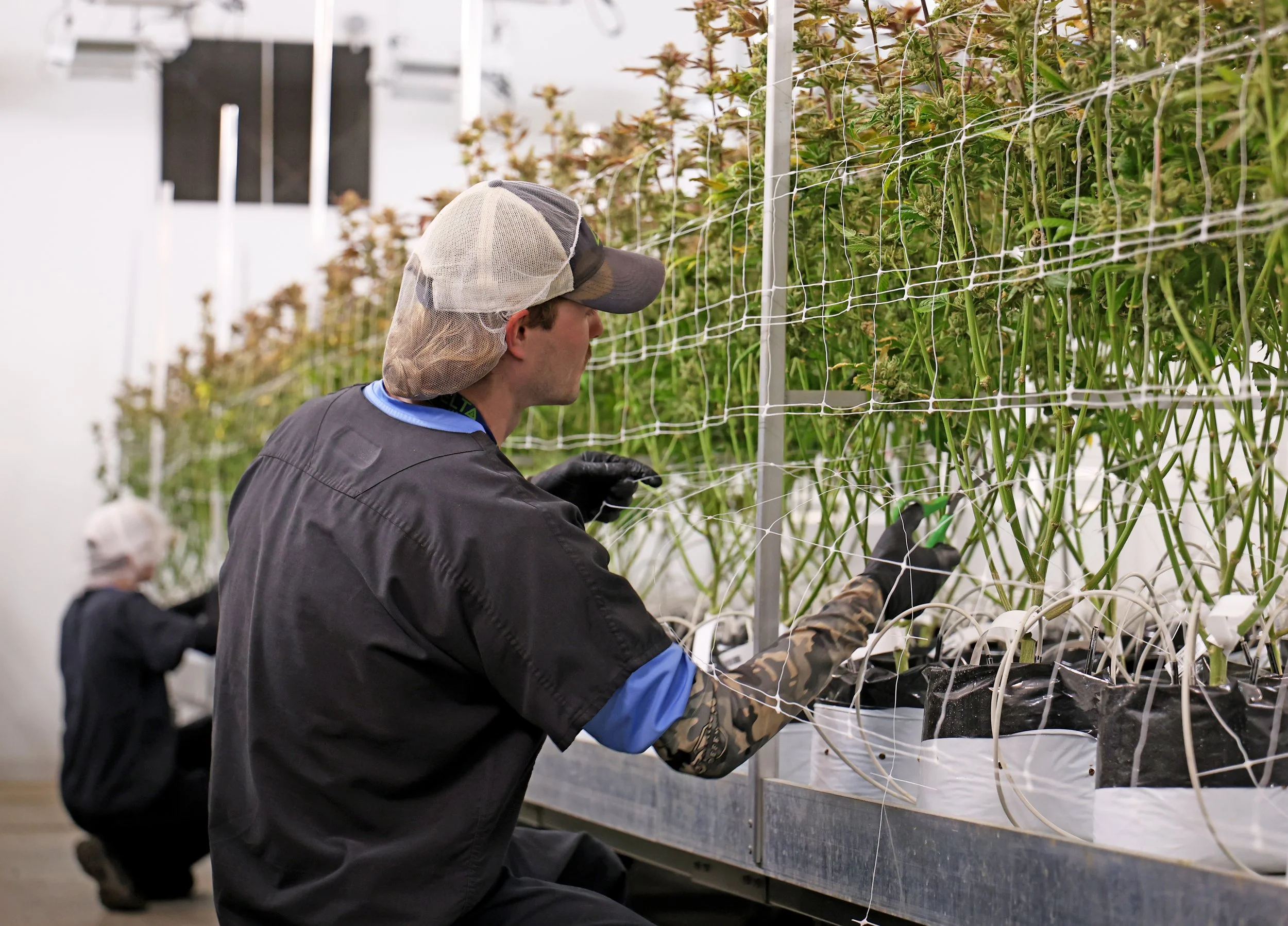 Two people inside a growing facility, tending to plants supported by trellises, with one person in the foreground and another in the background.