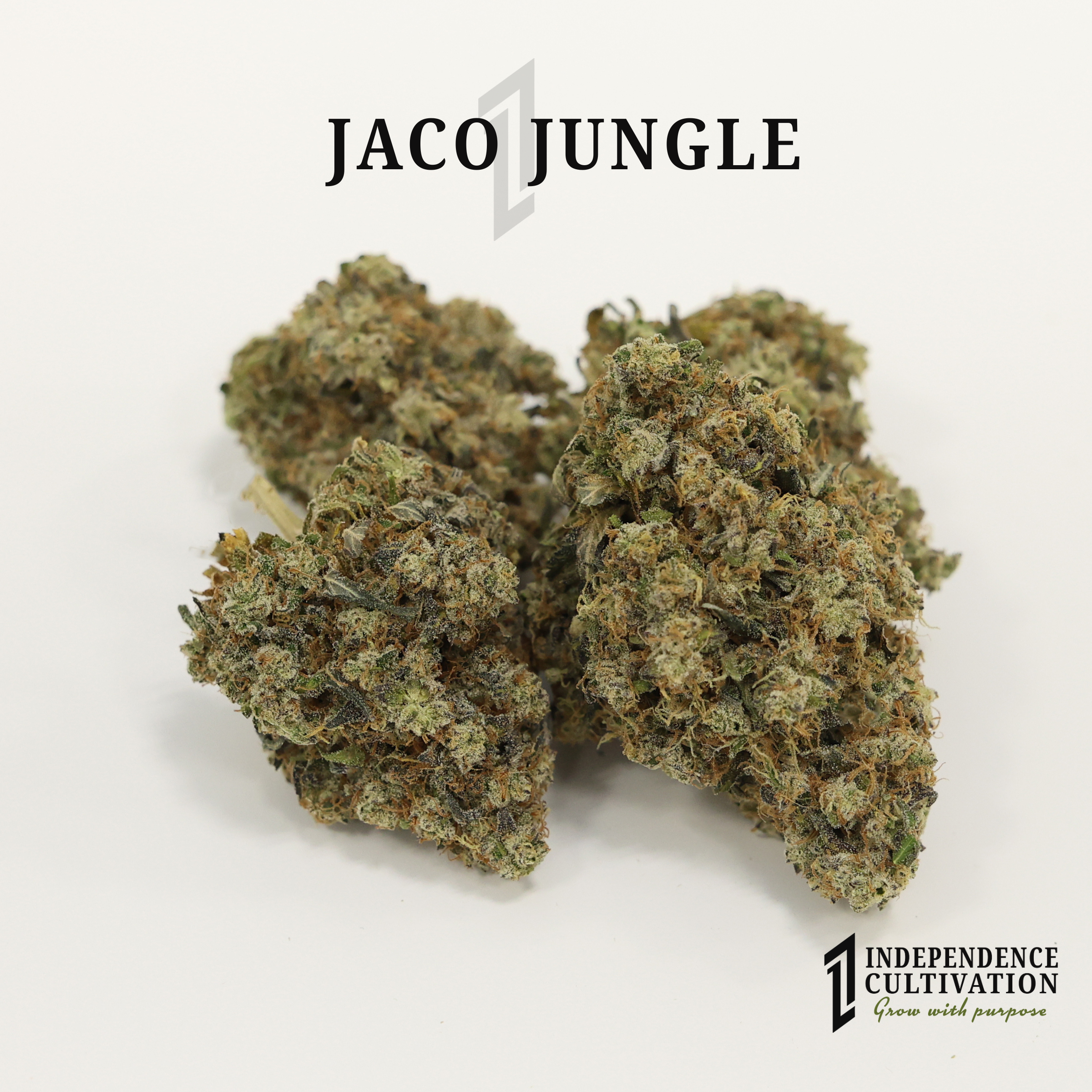 Close-up of cannabis buds with branding for Jac Jungle and Independence Cultivation.