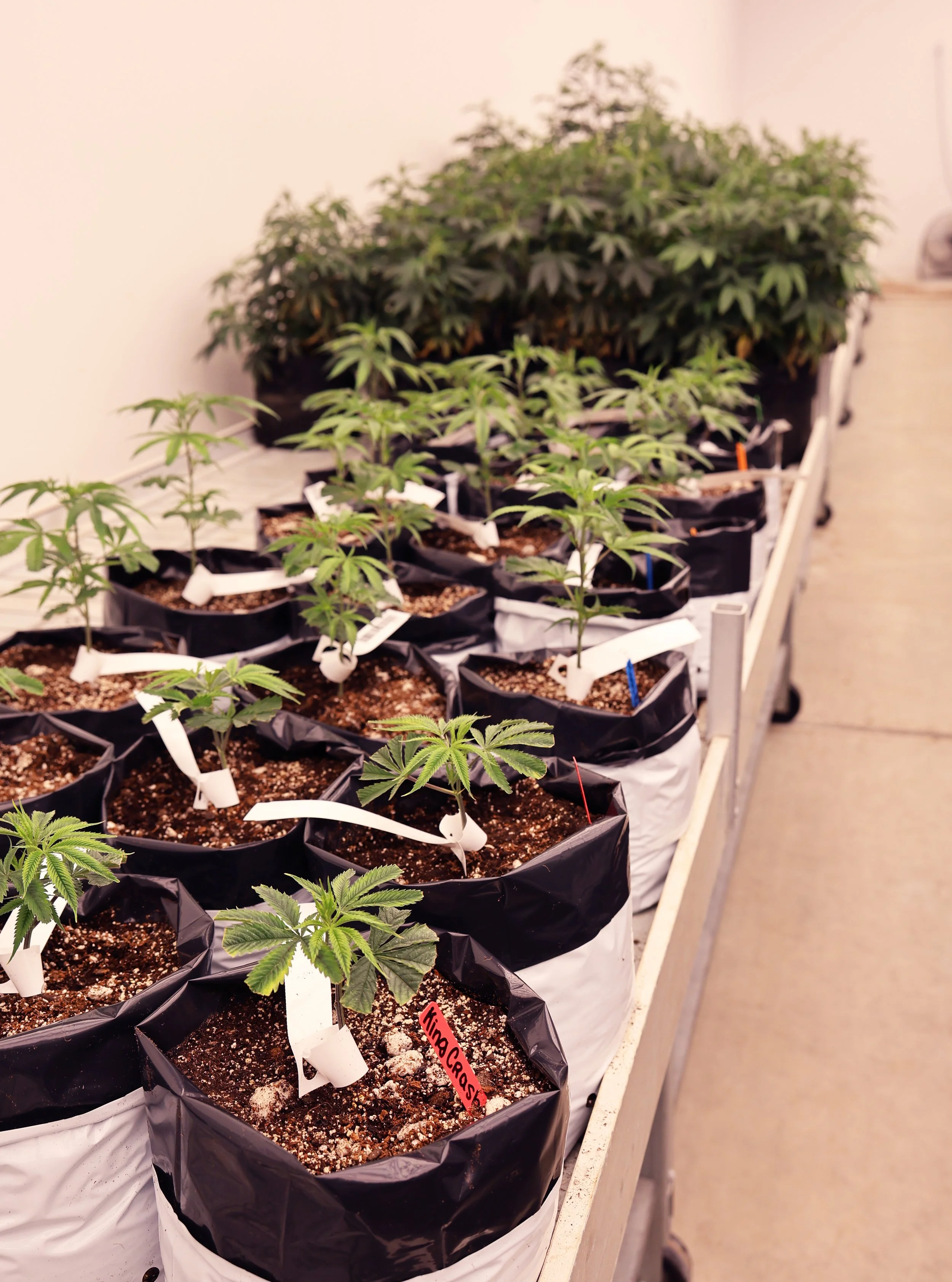 Indoor grow operation with multiple cannabis plants in black and white fabric pots on a white table, with different stages of growth and a white wall background.