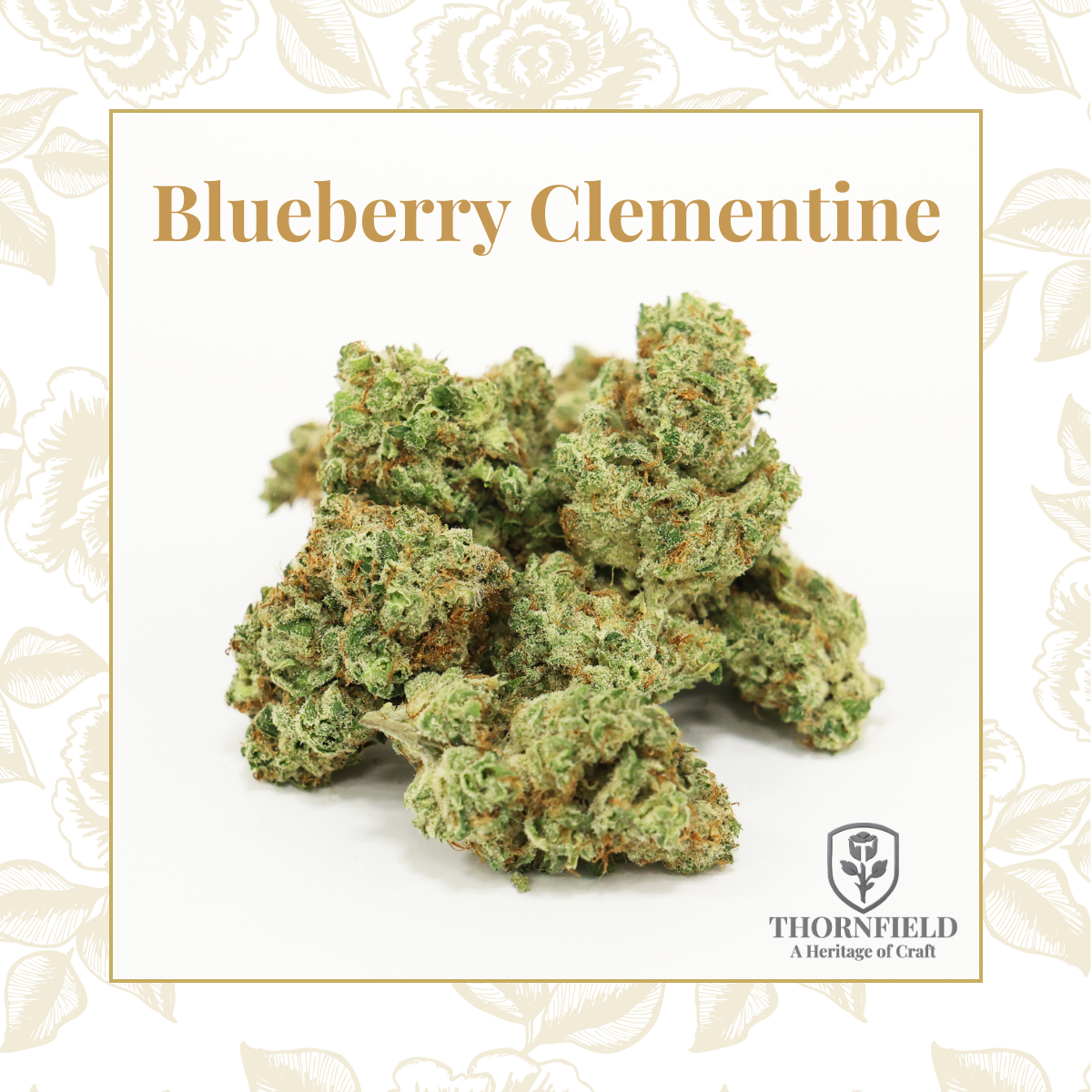 Close-up of Blueberry Clementine cannabis buds with orange pistils and green leaves on a white background.